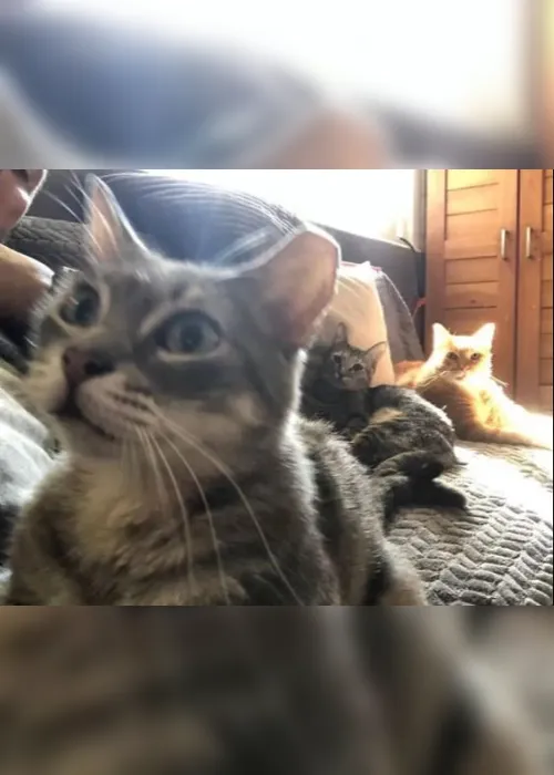 Imagem ilustrativa da imagem Para proteger de furacão, homem leva 300 animais abandonados para casa. Veja fotos