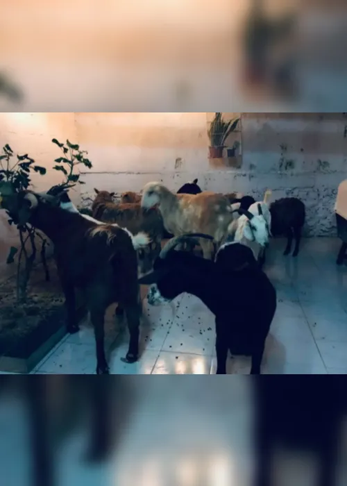 Imagem ilustrativa da imagem Para proteger de furacão, homem leva 300 animais abandonados para casa. Veja fotos