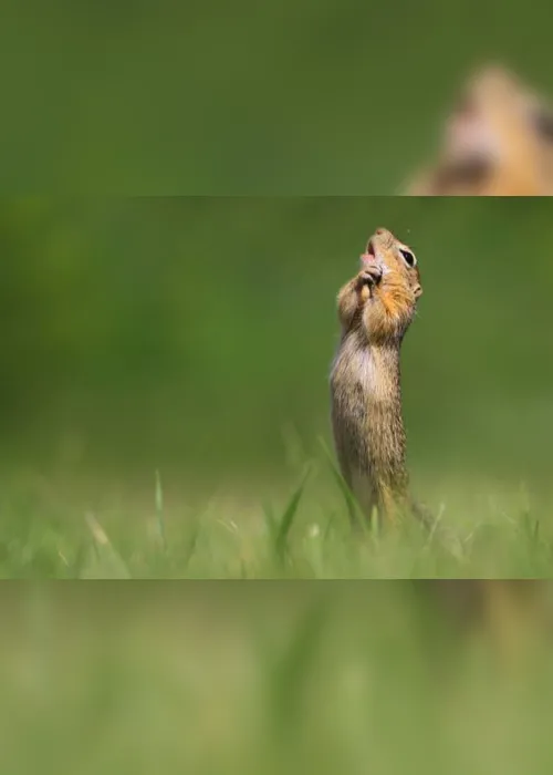 Imagem ilustrativa da imagem Tartaruga mostrando "dedo do meio" vence concurso mundial de foto