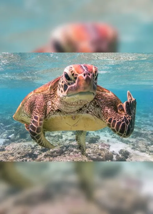 Imagem ilustrativa da imagem Tartaruga mostrando "dedo do meio" vence concurso mundial de foto