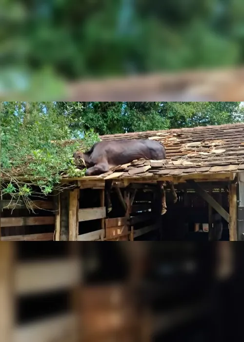 Imagem ilustrativa da imagem Vaca é resgatada pelo Corpo de Bombeiros após ficar presa em telhado