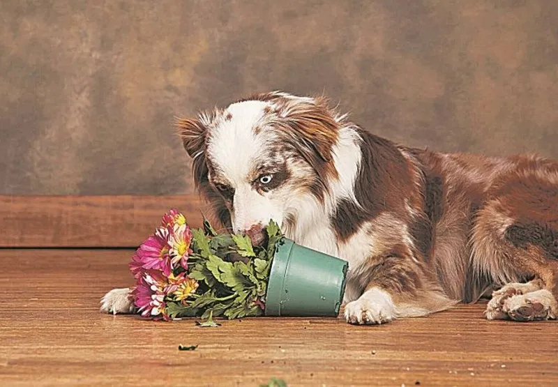 Brincar com plantas é um hábito comum entre os animais: veterinários alertam para os cuidados necessários