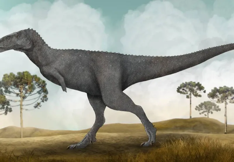 Desenho da espécie brasileira do dinossauro carnívoro, batizada de Spectrovenator ragei