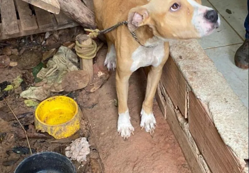 Cadela foi encontrada sem comida e sem água