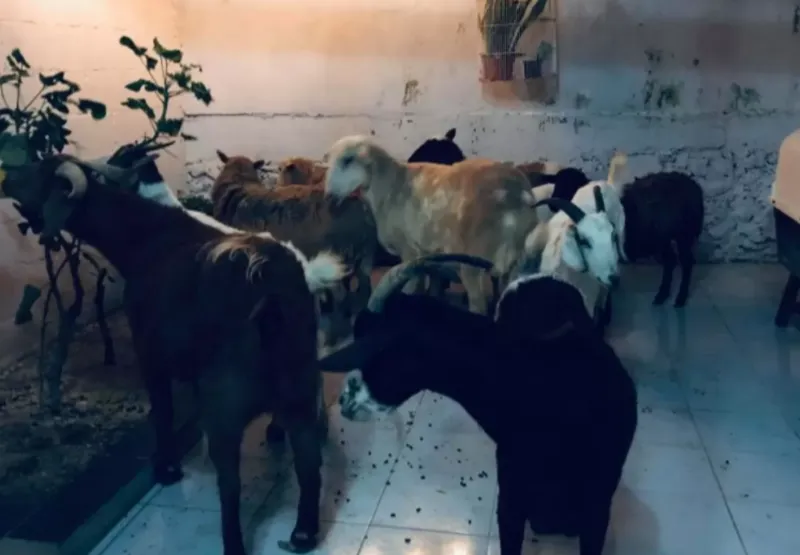 O ativista acolheu cães, gatos, coelhos, galinhas e até ovelhas