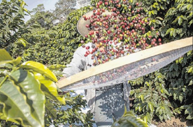 Cafeicultura, setor que emprega acima de 350 mil pessoas, mais que as grandes empresas e o poder público. (Foto: Divulgação)