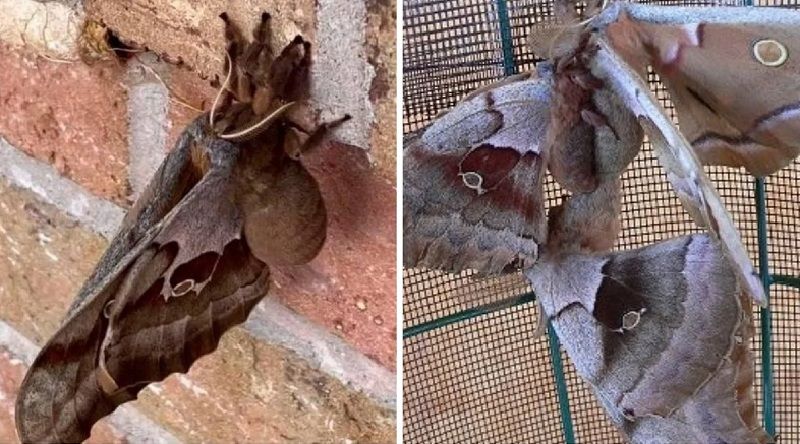 Uma "aranha voadora" tem chamado a atenção de internautas em redes sociais. Imagens mostram o bicho, que lembra uma tarântula, pousado em uma parede com fechadas (Foto: Facebook/ Prairie Haven Wisconsin)