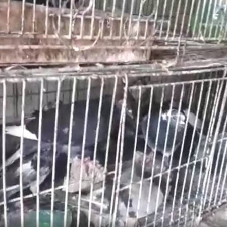 No aviário existiam diversas gaiolas com frango vivo e em uma outra, bem ao lado, pombos também vivos (Foto: Divulgação/Polícia Civil)
