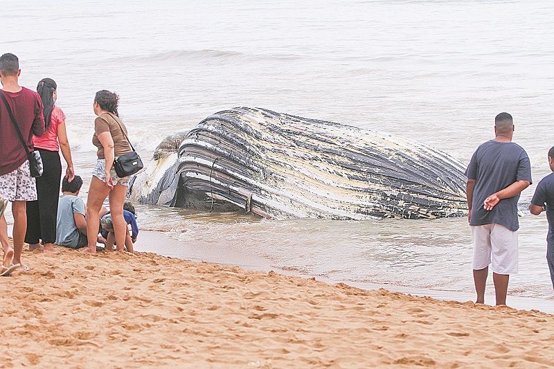 A baleia-jubarte encalhou na areia da praia de Manguinhos, na Serra, na manhã desta quarta-feira (7) (Foto: Leonardo Bicalho/ AT)