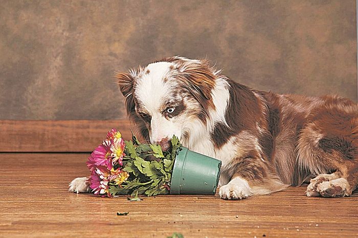 Brincar com plantas é um hábito comum entre os animais: veterinários alertam para os cuidados necessários (Foto: Divulgação)