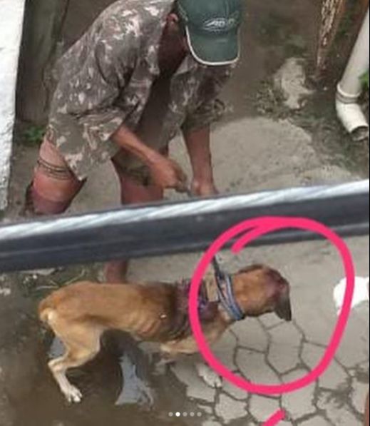 O flagrante da agressão foi na quinta-feira (15) (Foto: Reprodução/ Instagram @aumigodelivros)