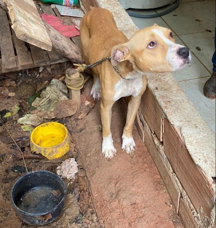 Cadela foi encontrada sem comida e sem água (Foto: Divulgação/ PCES)
