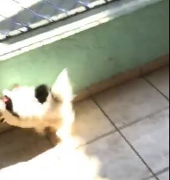 Cadela sai correndo após ex-funcionário atirar brinquedo (Foto: Reprodução de vídeo)