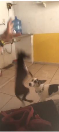 Cão é segurado pelo pescoço e depois solto (Foto: Reprodução de vídeo)