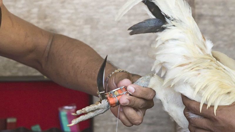 O policial foi atingido na artéria femoral por uma lâmina que foi colocada na pata do animal (Foto: Divulgação)