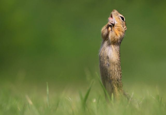 Roedor que parece cantar ópera venceu na categoria votação popular (Foto: Roland Kranitz / Comedy Wildlife Photography Award)