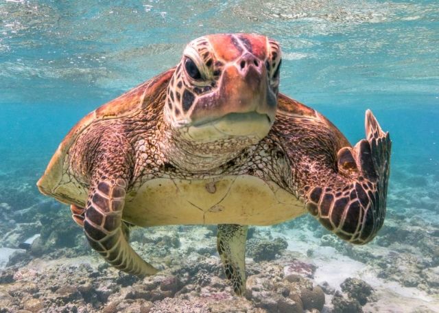 Tartaruga mostrando "dedo do meio" vence prêmio e foi feita na Austrália (Foto: Mark Fitzpatrick / Comedy Wildlife Photo Awards 2020)