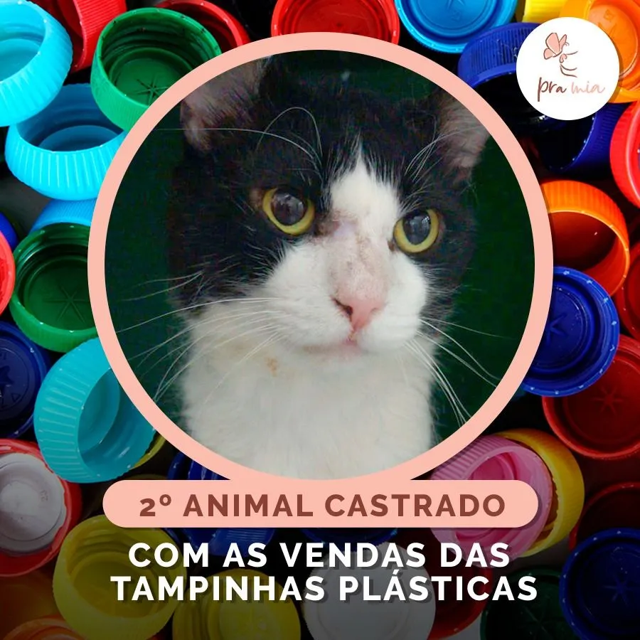 Imagem ilustrativa da imagem Tampinhas de plásticos são usadas para ajudar animais em situação de rua