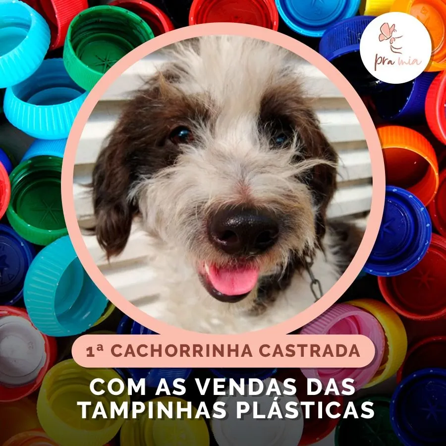 Imagem ilustrativa da imagem Tampinhas de plásticos são usadas para ajudar animais em situação de rua
