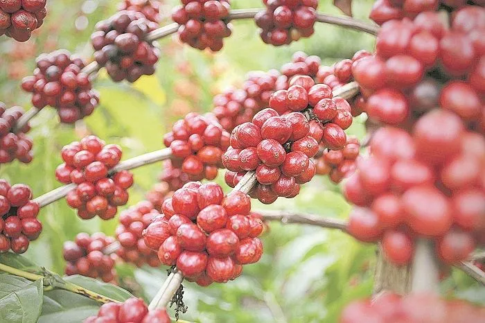 Imagem ilustrativa da imagem Quebra na safra do arábica pode ajudar produtores de café no Estado