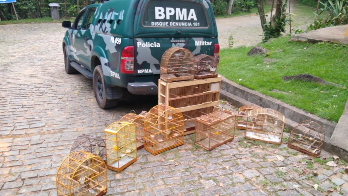 Imagem ilustrativa da imagem Pássaros, até de espécie ameaçada de extinção, são resgatados pela polícia
