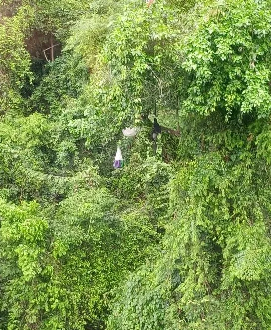 Imagem ilustrativa da imagem Parapente cai e piloto fica preso em árvore no Sul do Estado