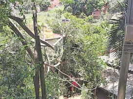 Imagem ilustrativa da imagem Queda de árvore sobre casa