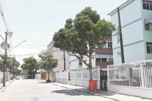 Imagem ilustrativa da imagem Fruto de árvore exótica pode causar acidente