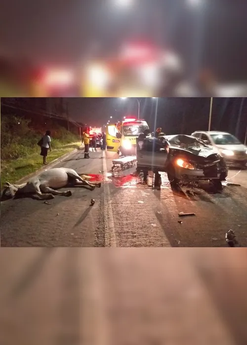 Imagem ilustrativa da imagem Cavalo morre atropelado após ser atingido por carro na Rodovia do Sol