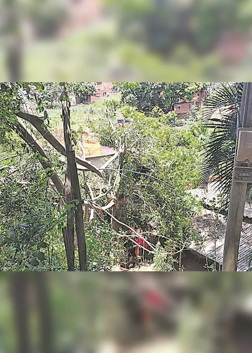 
          Imagem ilustrativa da imagem Queda de árvore sobre casa
          