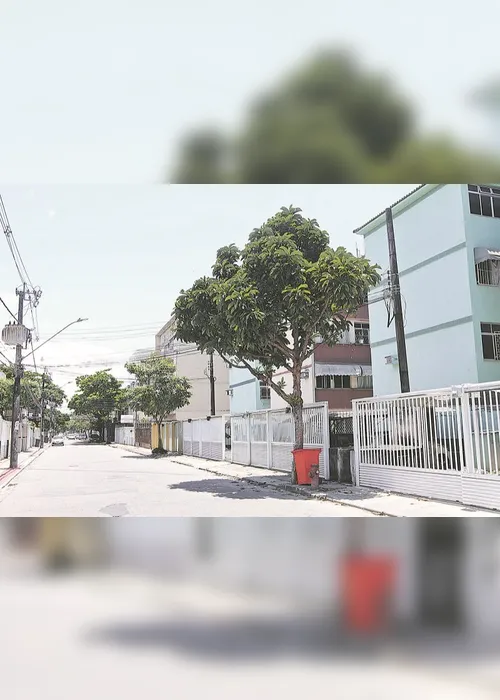 
          Imagem ilustrativa da imagem Fruto de árvore exótica pode causar acidente
          