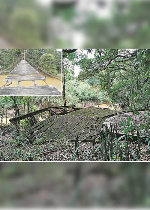 Imagem ilustrativa da imagem Ilha com 3 mil espécies de árvores está abandonada