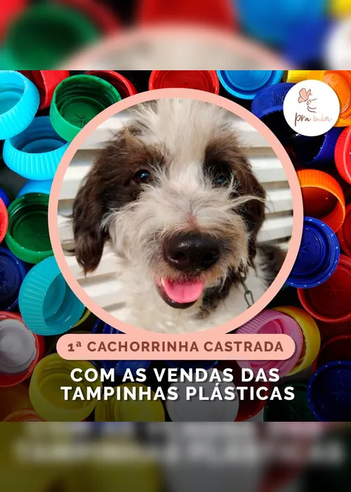Imagem ilustrativa da imagem Tampinhas de plásticos são usadas para ajudar animais em situação de rua