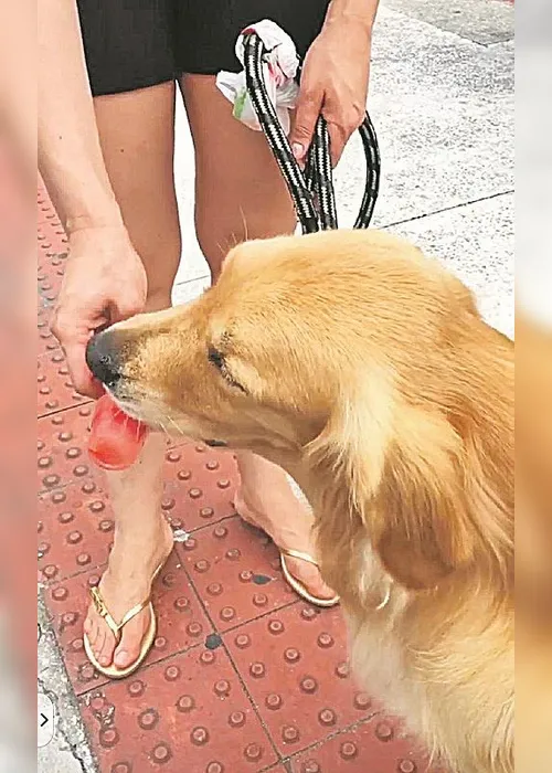 Imagem ilustrativa da imagem Até cerveja e gelatinas para aliviar o calor dos pets