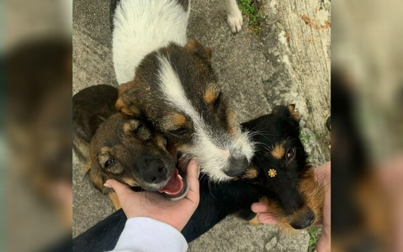 Mel (marrom), Beethoven (branco com marrom) e Luna (pretinha), antes do crime (Foto: Divulgação)
