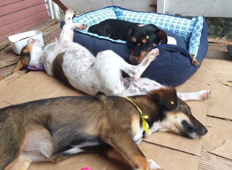Luna, Beethoven e Mel antes de serem agredidos (Foto: Divulgação)