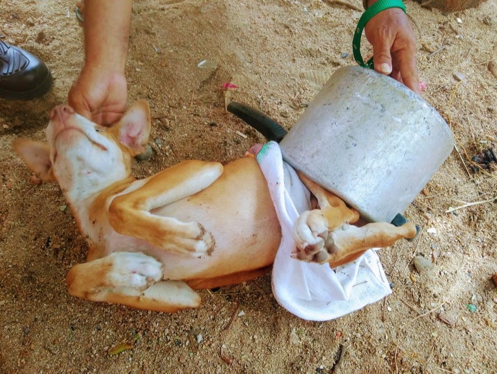 Cachorro fica preso em panela de pressão, em Sobral, no Ceará (Foto: Corpo de Bombeiros)