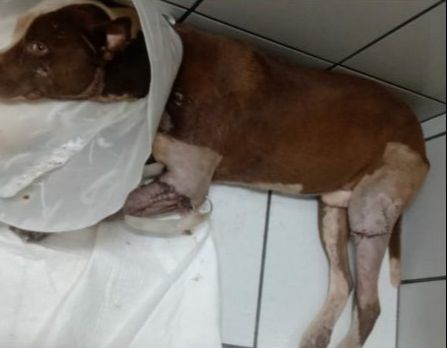 Animal passou por cirurgia (Foto: Acervo familiar)