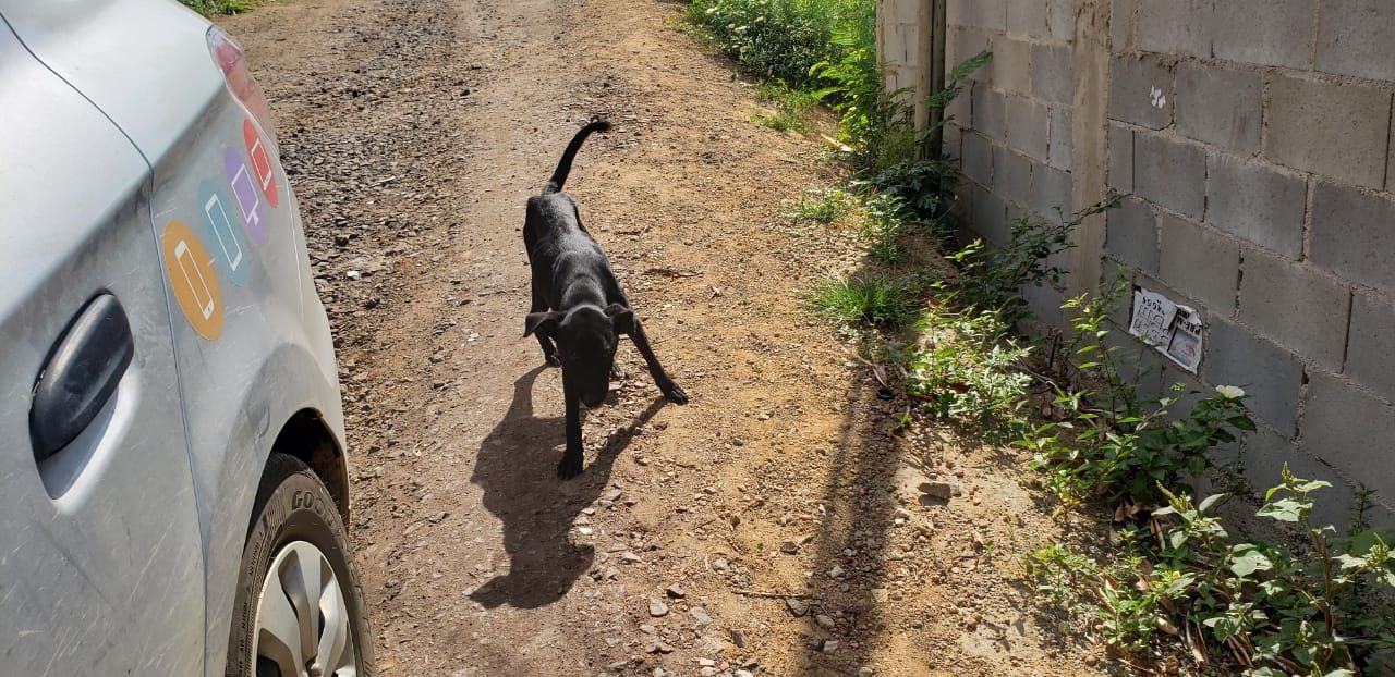 Cachorro encontra ossada de dono na Serra (Foto: Suzy Faria/ TV Tribuna)