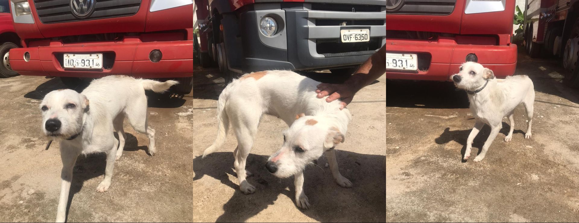 Os bombeiros afirmam que a cadela é muito mansa e sem uma raça definida. Como estava de coleira, eles acreditam que o animal possa ter fugido da casa do dono. (Foto: Divulgação/Corpo de Bombeiros)