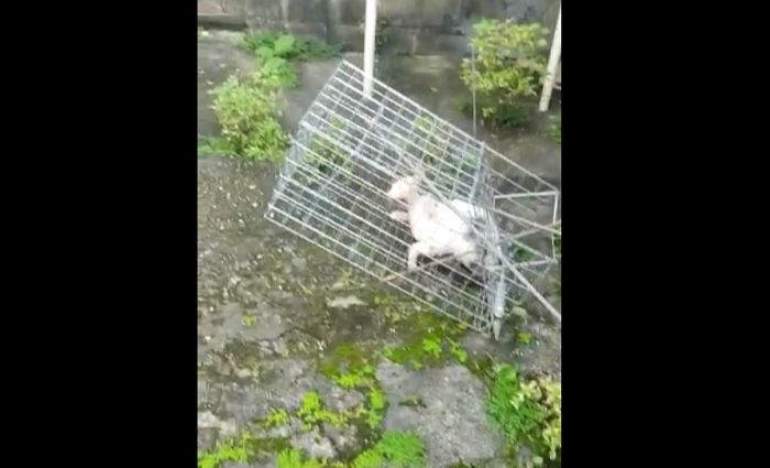 O animal foi preso em uma armadilha e foi espetado com vergalhões (Foto: Reprodução Vídeo)