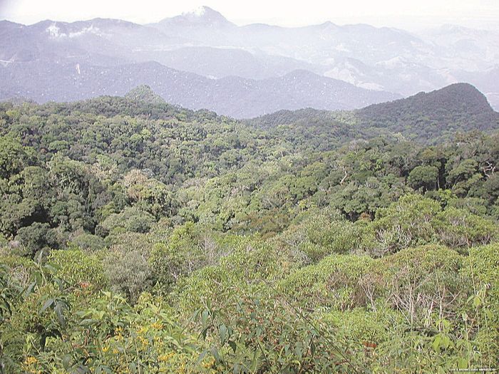 Espécies da Mata Atlântica em reserva no Estado: preservação (Foto: Arquivo/AT)