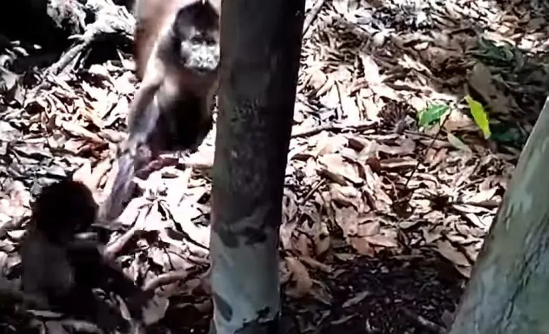 Imagem ilustrativa da imagem Produtor rural encontra filhote de macaco e reação da mamãe do bicho encanta. Assista