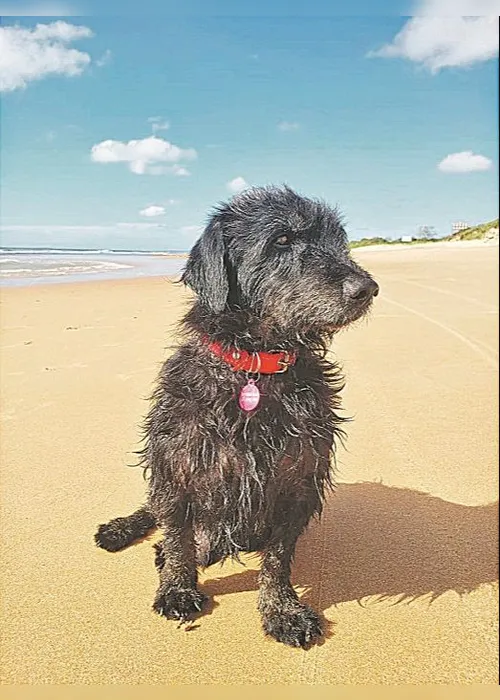 
          Imagem ilustrativa da imagem Você também pode ser padrinho de  um animal carente!
          