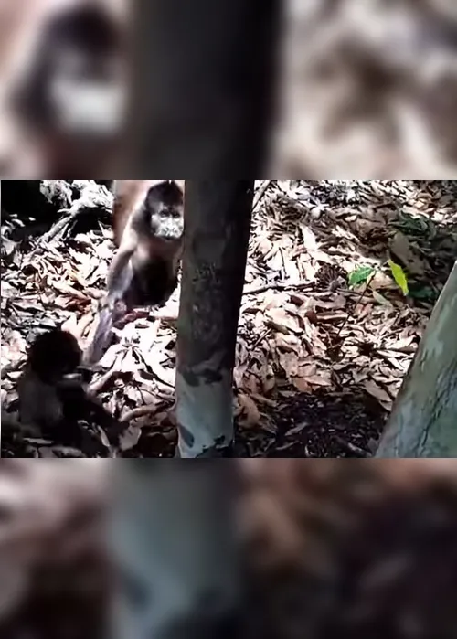 Imagem ilustrativa da imagem Produtor rural encontra filhote de macaco e reação da mamãe do bicho encanta. Assista