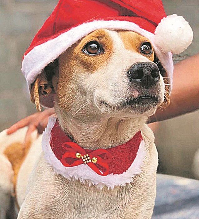 As fotos dos animais em busca de padrinhos estão no Instagram @animaiscarenteses (Foto: Divulgação)