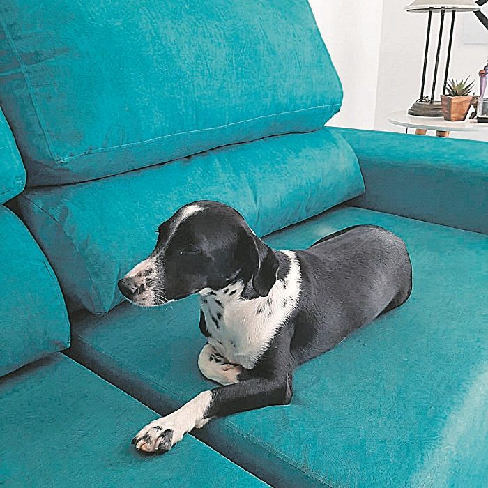 Se deseja encontrar um afilhado, as fotos dos candidatos a afilhados estão no Instagram @roledosdogsjc (Foto: Divulgação)