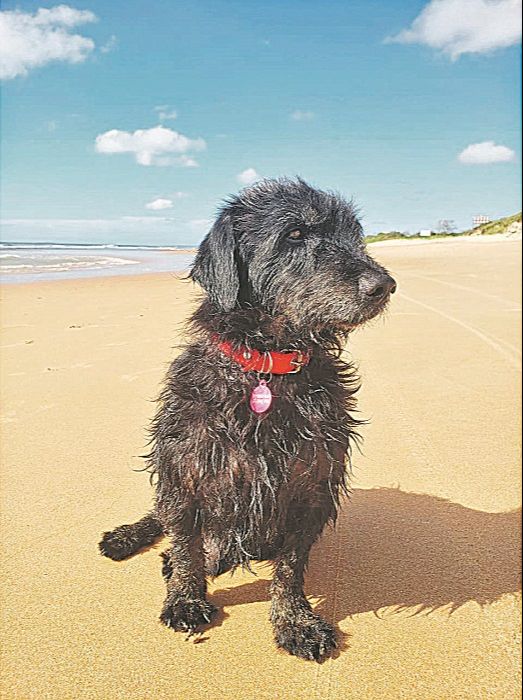 Para apadrinhar, basta contatar o abrigo pelo Instagram @viralataviraluxo e escolher um peludinho para receber sua doação (Foto: Divulgação)
