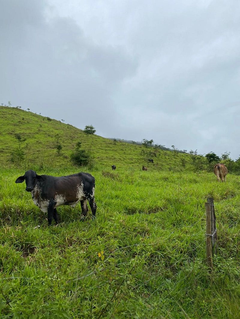Bandidos invadem fazenda, matam vaca e roubam a carne em Cachoeiro (Foto: Divulgação)