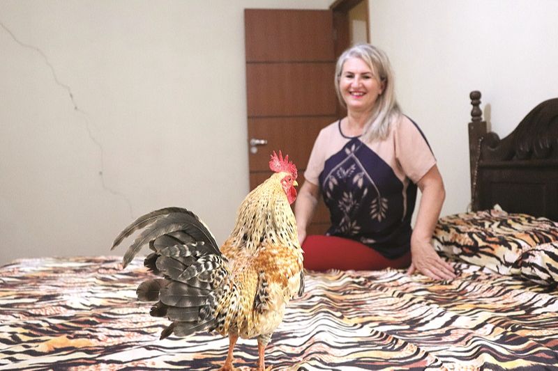 Chico gosta de ver telejornais, canta alto ao ver TV e até dorme na cama (Foto: Alessandro de Paula)
